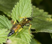 Snyltehveps diphyus amatorius